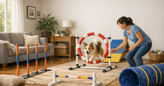 Illustration of a calm, everyday home scene on the theme of dog agility at home for beginners.