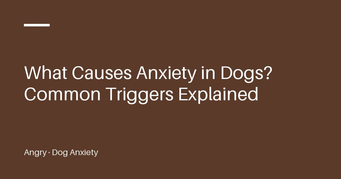 Title card reading “What Causes Anxiety in Dogs? Common Triggers Explained” from Angry